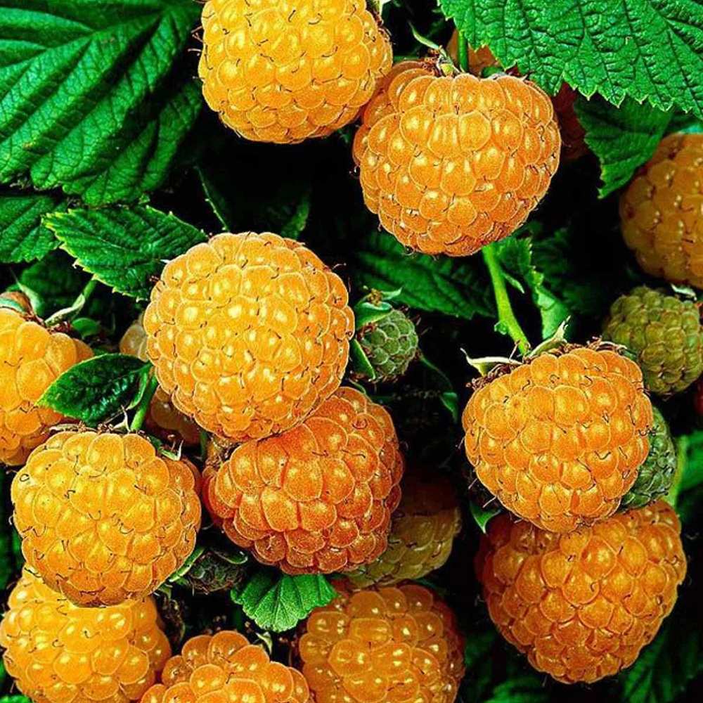 Zmeur aurie Rubus idaeus Fallgold , cu fructe dulce, recolta abundenta