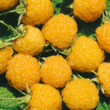 Zmeur aurie Rubus idaeus Fallgold , cu fructe dulce, recolta abundenta