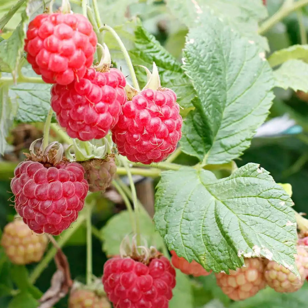 Zmeur Rosu Sweet Sister (Rubus Idaeus), cu fructe dulci rosii, an 1 pe rod