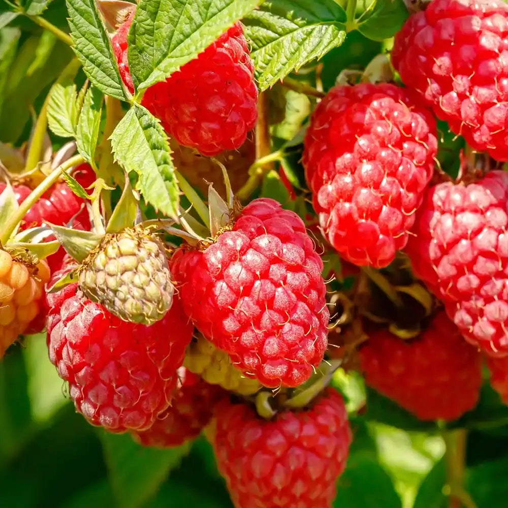 Zmeur Rosu Sweet Sister (Rubus Idaeus), cu fructe dulci rosii, an 1 pe rod