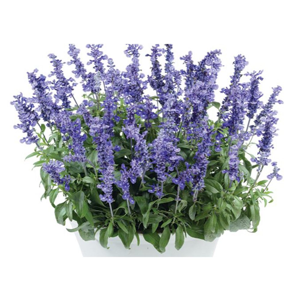 Салвия farinacea Sallyfun Deep Ocean, многогодишно растение с наситеносини цветове, привлича пчели, сухоустойчива