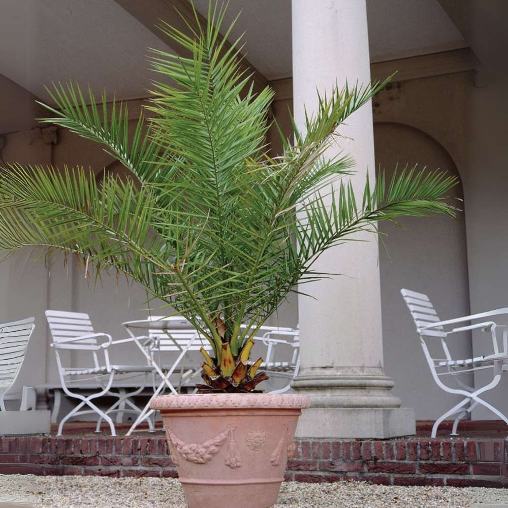 Палма канарски финик (Phoenix Canariensis), декоративна канарска палма със зелени извити листа, за тераса или саксия