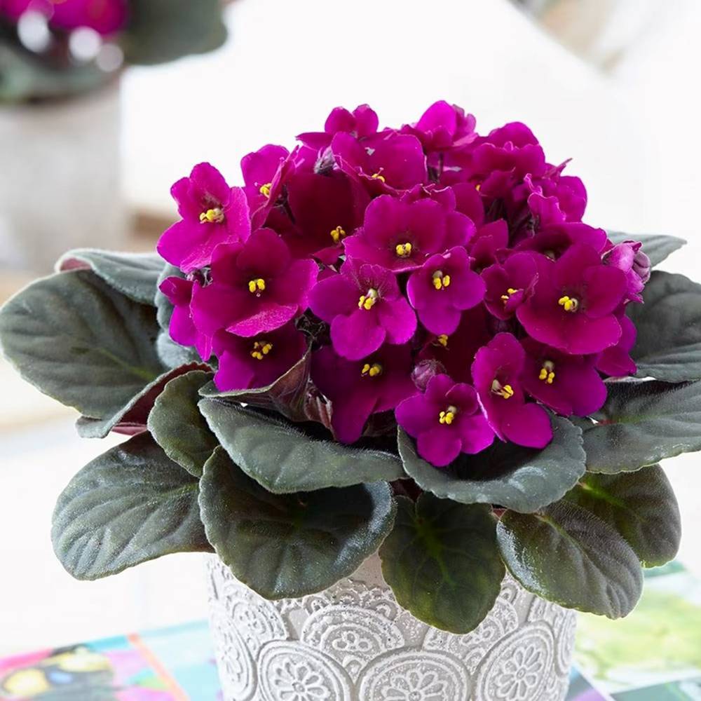 Violeta de Parma, Saintpaulia More Lips, cu flori fuchsia, plante inflorita, de interior, intretinere minima
