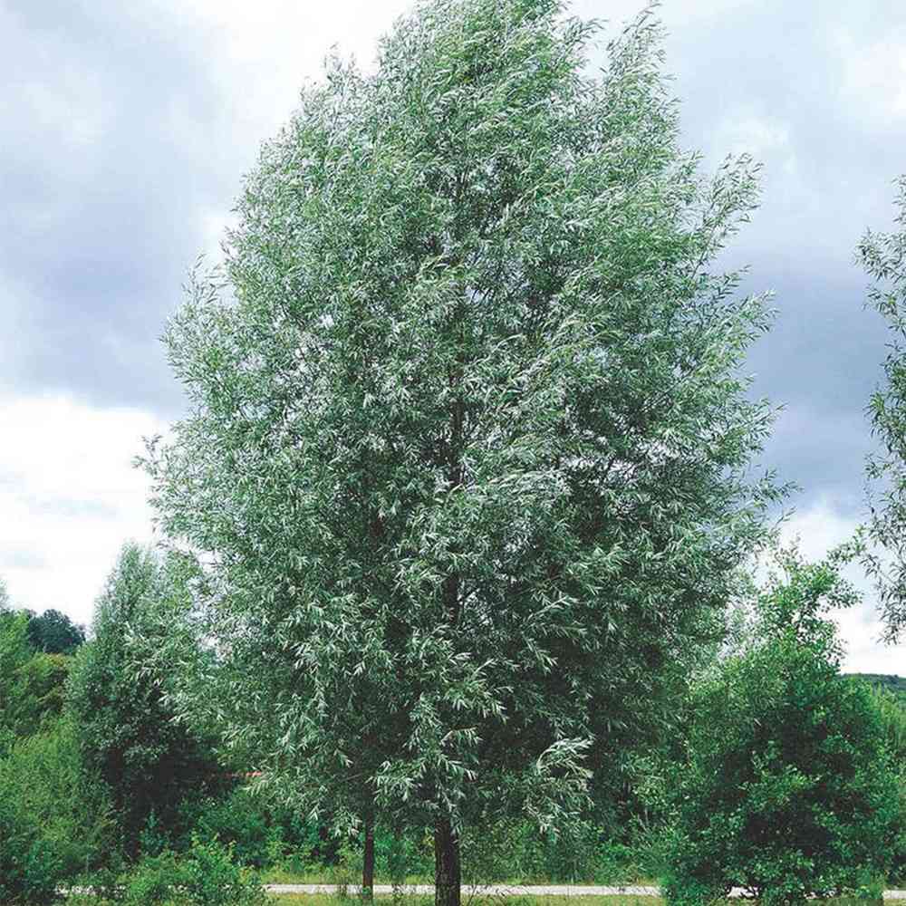 Salcie Alba (Salix alba), cu frunze argintii luminoase