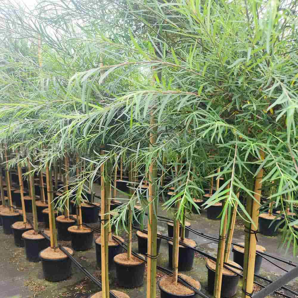 Декоративна върба (Salix palmowa) с широки листа и бърз растеж – студоустойчиво дърво