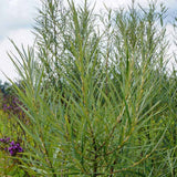 Декоративна върба (Salix palmowa) с широки листа и бърз растеж – студоустойчиво дърво