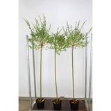 Японска върба трицветна Hakuro Nishiki дърво, с розово-бели-зелени листа