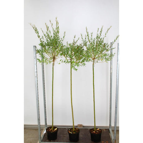 Японска върба трицветна Hakuro Nishiki дърво, с розово-бели-зелени листа