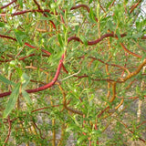 Върба усукана Salix babylonica Tortuosa, декоративна върба с извити клони, бързорастяща, студоустойчива