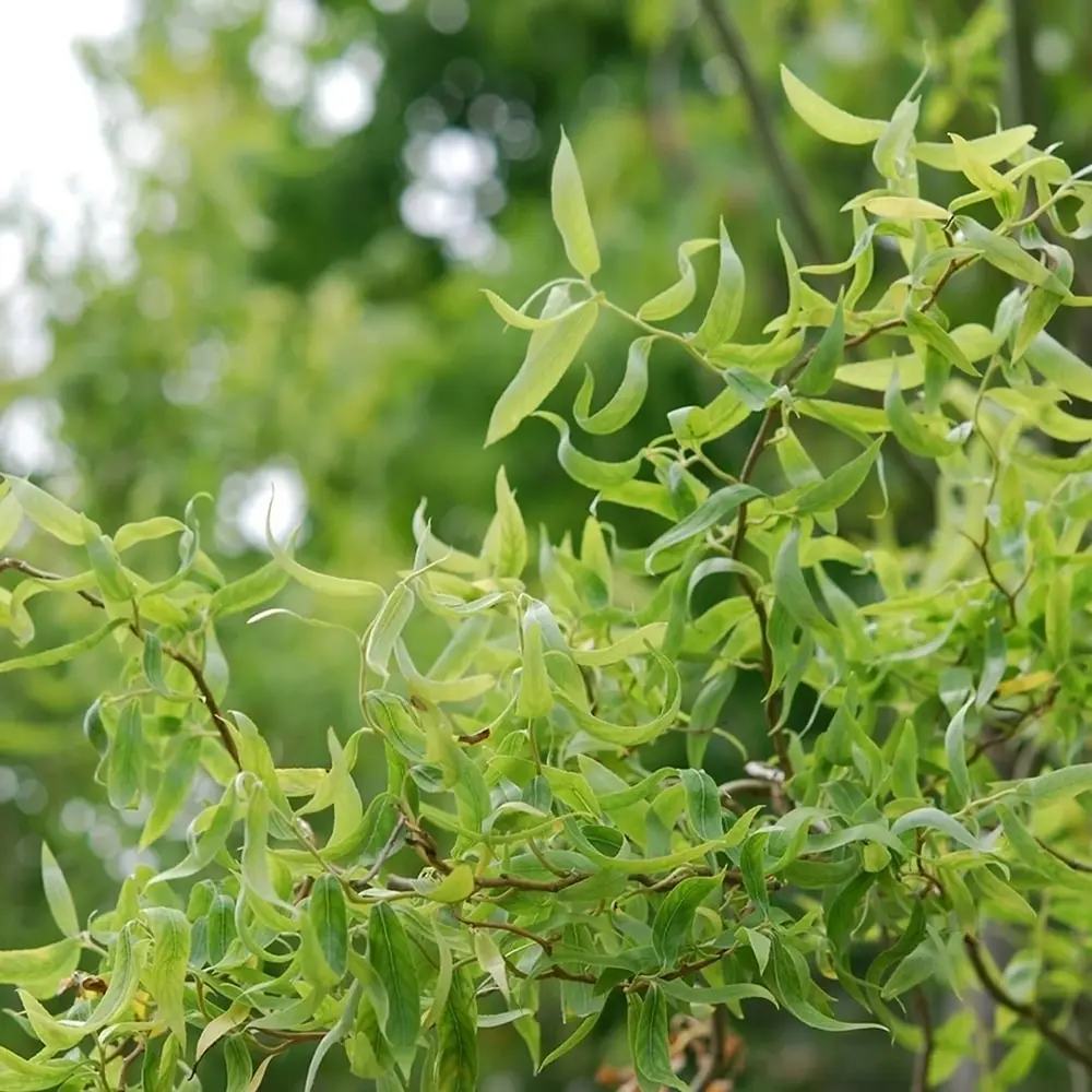 Върба усукана Salix babylonica Tortuosa, декоративна върба с извити клони, бързорастяща, студоустойчива