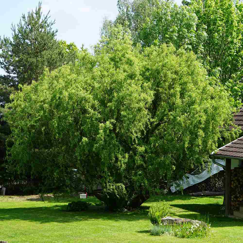 Върба усукана Salix babylonica Tortuosa, декоративна върба с извити клони, бързорастяща, студоустойчива