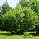 Върба усукана Salix babylonica Tortuosa, декоративна върба с извити клони, бързорастяща, студоустойчива