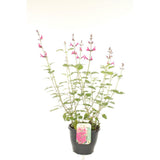 Salvia microphylla Pink Blush, planta perena cu flori parfumate roz