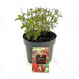 Салвия Royal Bumble, многогодишно растение с яркочервени цветове, дълъг цъфтеж