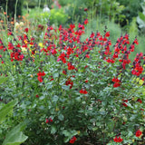 Салвия Royal Bumble, многогодишно растение с яркочервени цветове, дълъг цъфтеж