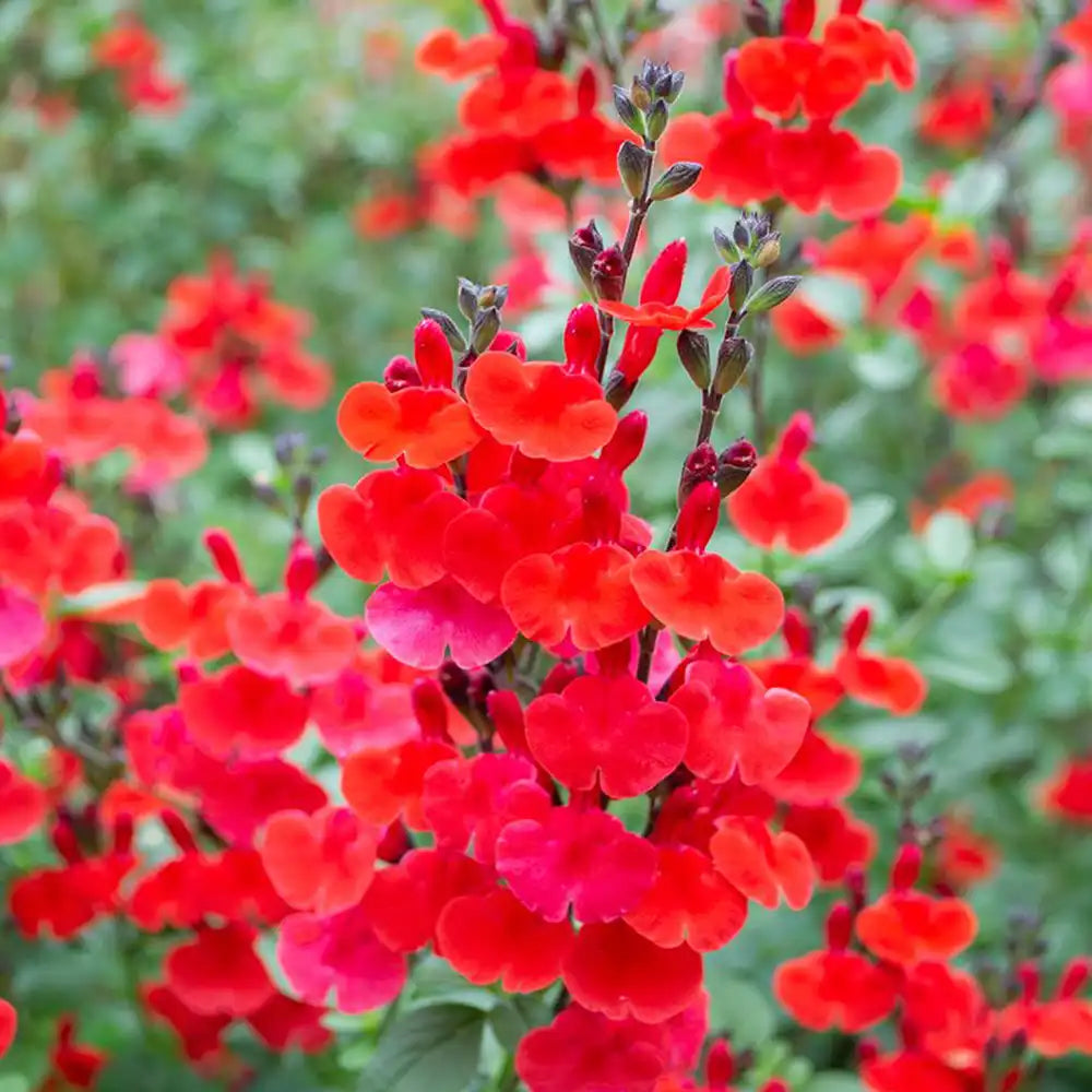 Салвия Royal Bumble, многогодишно растение с яркочервени цветове, дълъг цъфтеж