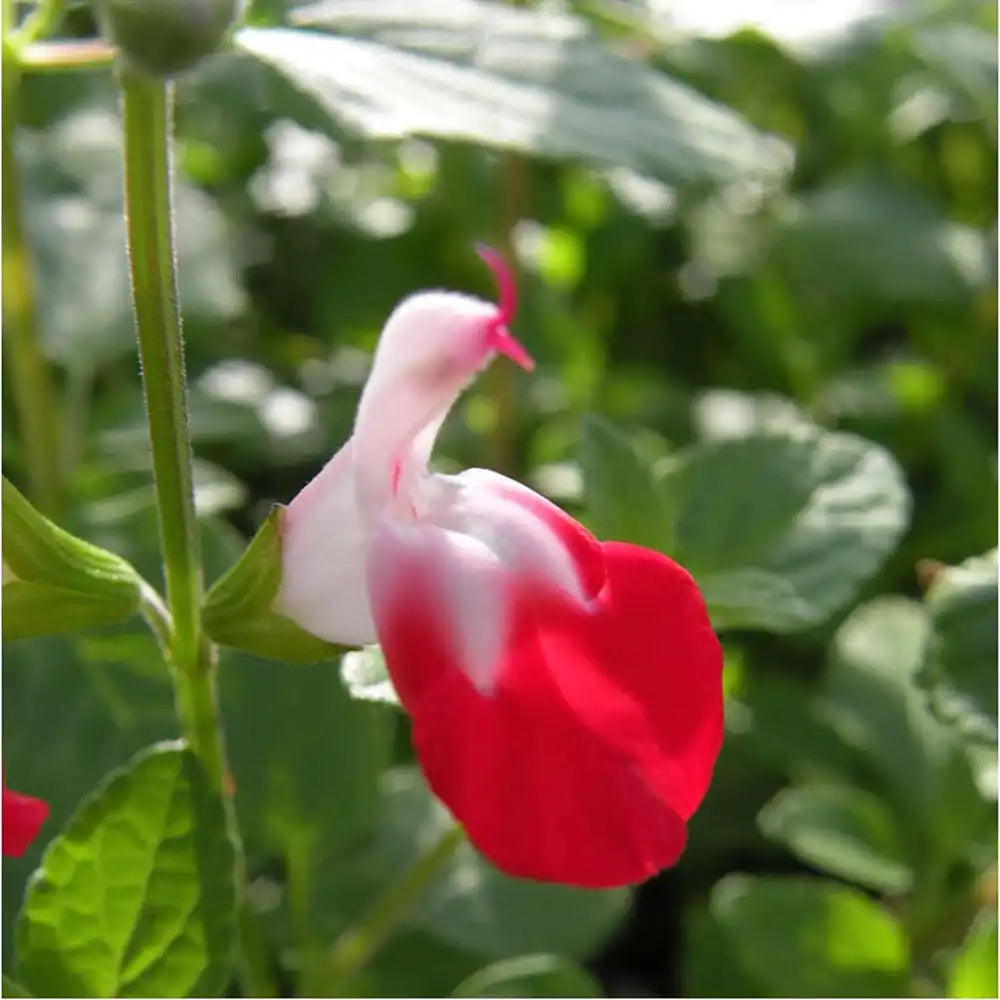 Salvia greggii 'Cherry Lips' - arbust decorativ, flori bicolore, atrage albine, rezistent la seceta