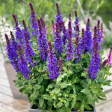 Salvie de Padure Blue Marvel, planta perena cu flori albastre intense, parfum discret