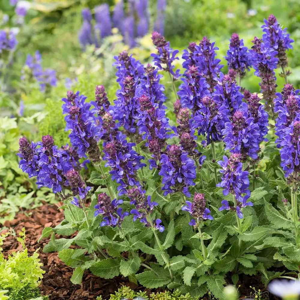 Salvie de Padure Blue Marvel, planta perena cu flori albastre intense, parfum discret