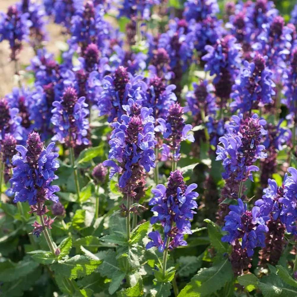 Salvie de Padure Blue Marvel, planta perena cu flori albastre intense, parfum discret
