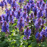Salvie de Padure Blue Marvel, planta perena cu flori albastre intense, parfum discret