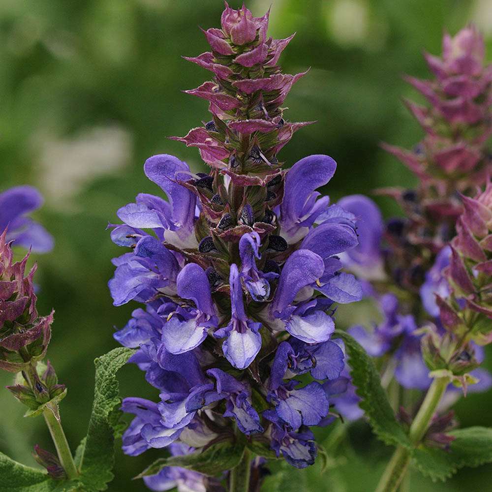 Salvie de Padure Blue Marvel, planta perena cu flori albastre intense, parfum discret