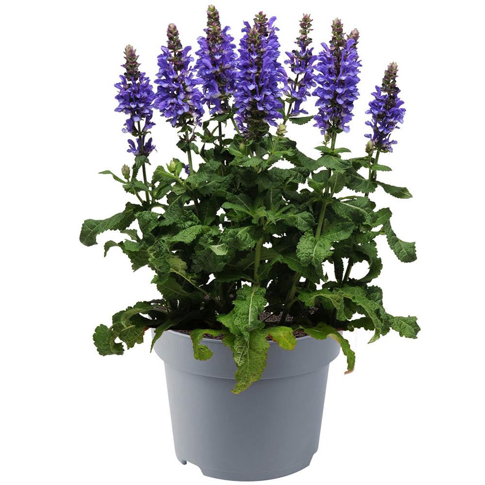 Salvie de Padure Blue Marvel, planta perena cu flori albastre intense, parfum discret