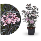 Soc Negru Sambucus Black Lace, frunze rosii-inchise, flori parfumate, fructe negre comestibile