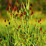 Piperul de gradina/Burnet Mare (Sanguisorba officinalis), iarba perena medicinala si ornamentala, spice rosii-inchis