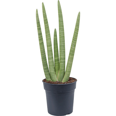 Black Friday - Reduceri Sansevieria (Limba Soacrei) Handshake - 45 cm Promotie