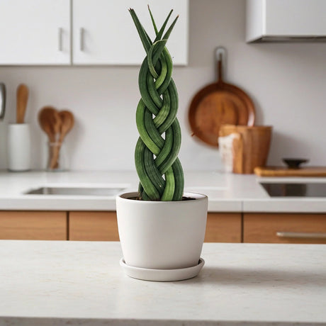 Black Friday - Reduceri Sansevieria (Limba Soacrei) Impletita - 35 cm Promotie