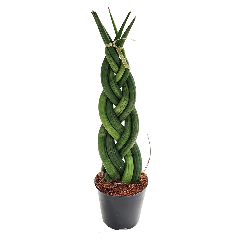 Sansevieria (Limba Soacrei) Impletita - 35 cm