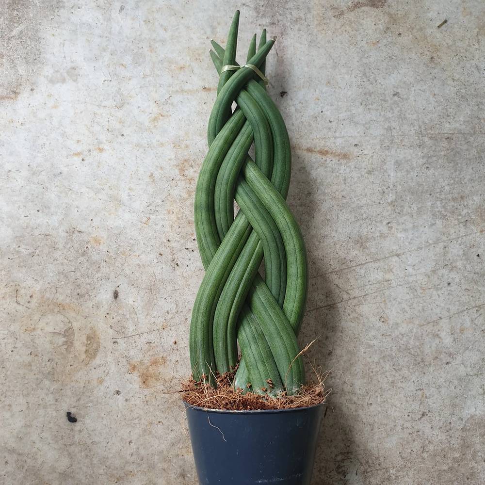 Sansevieria (Limba Soacrei) Impletita - 35 cm