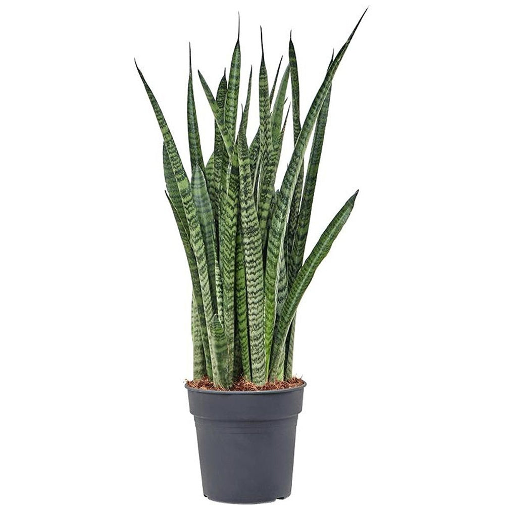 Sansevieria (Limba Soacrei) Zeylanica - 80 cm