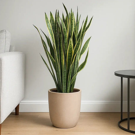 Sansevieria (Limba Soacrei) Laurentii, 120 cm, planta de interior purificatoare de aer, frunze verzi cu margini galbene elegante, ingrijire foatre usoara