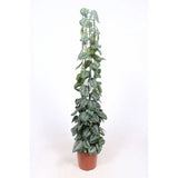 Катерливо растение (Scindapsus) Pictus Trebie със стойка – 120 см