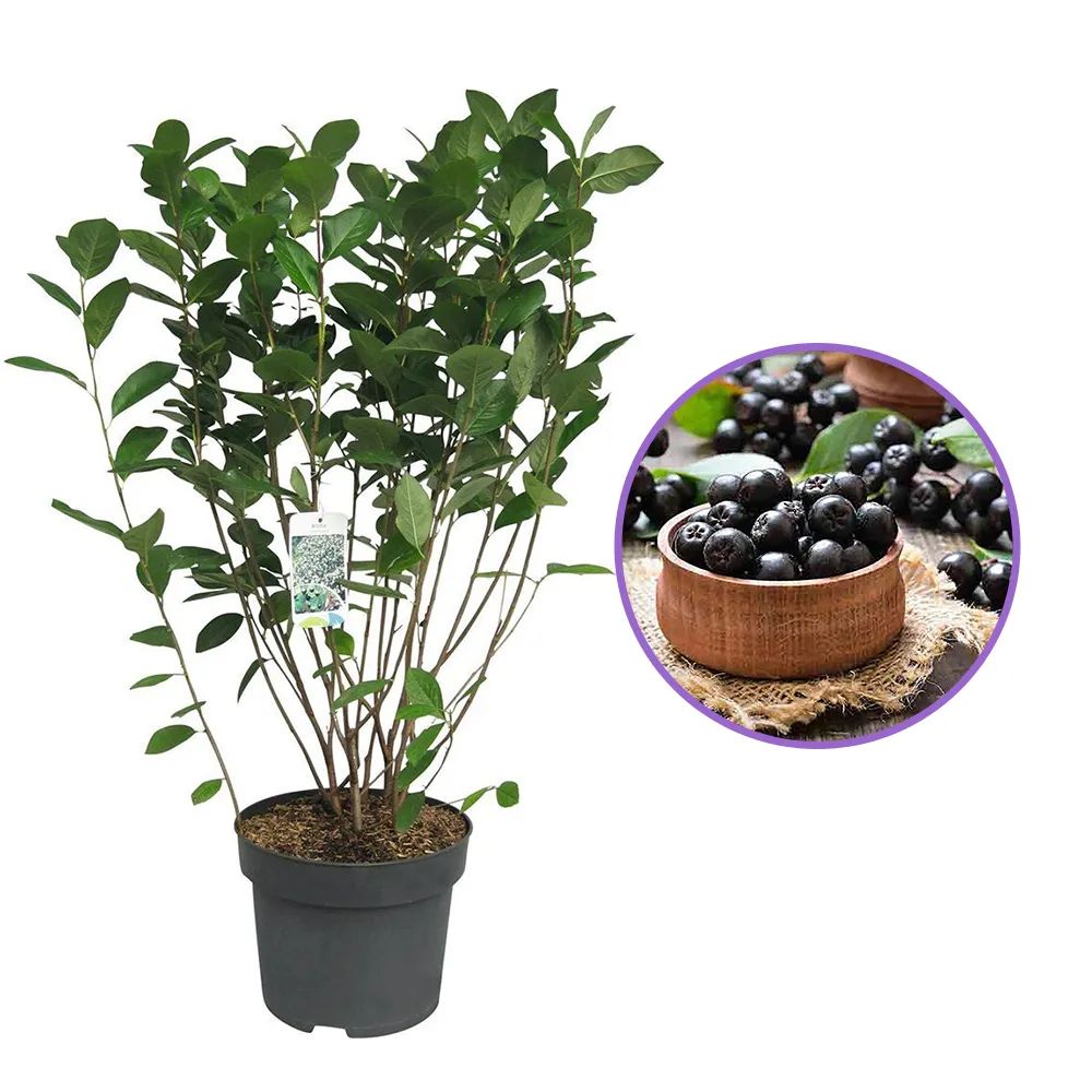 Scorus Negru (Aronia Viking), cu fructe negre pline de vitamine, an 1 pe rod