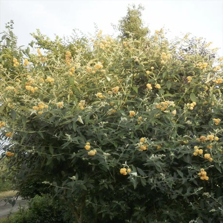 Лятен люляк златист Sungold (Buddleja), декоративен храст с обилни ароматни цветове в златисто-жълто