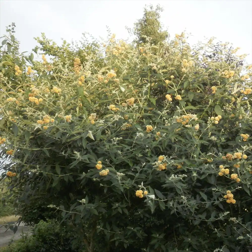 Лятен люляк златист Sungold (Buddleja), декоративен храст с обилни ароматни цветове в златисто-жълто