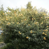 Лятен люляк златист Sungold (Buddleja), декоративен храст с обилни ароматни цветове в златисто-жълто