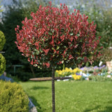 Photinia Carre Rouge tip copacel, ornamental cu frunzis rosu intens, gradinii mici, ghiveci