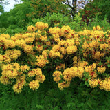 Azaleea Japoneza (Rhododendron) Harvest Moon, cu flori galbene,  inflorire primavara, rezistent la ger