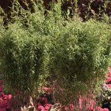 Bambus de gradina Negru (Fargesia Rufa) Black Pearl, tulpinii maronii-negru, neinvaziv, rezistent la frig, gard viu vesnic verde, simbol de protectie si integritate