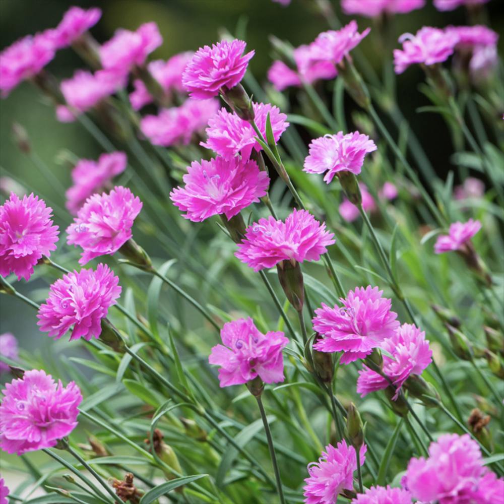 Карамфил (Dianthus) Mountain Frost Pink Pompom, ароматно многогодишно растение, магента цветове, студоустойчиво
