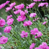 Карамфил (Dianthus) Mountain Frost Pink Pompom, ароматно многогодишно растение, магента цветове, студоустойчиво