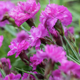 Карамфил (Dianthus) Mountain Frost Pink Pompom, ароматно многогодишно растение, магента цветове, студоустойчиво