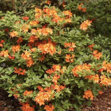 Японска азалия (Rhododendron) 'Glowing Embers' – вечнозелен храст с интензивно червено-оранжеви цветове