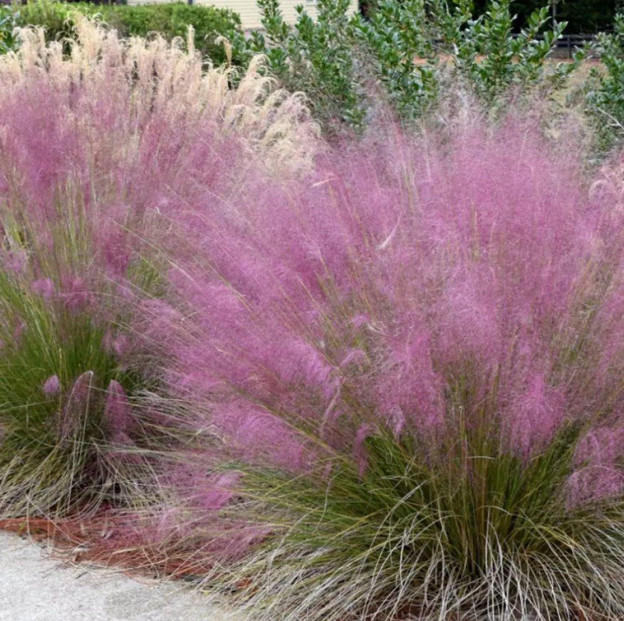 Декоративна трева розово-пурпурна Texas (Muhlenbergia Capillaris)