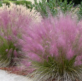 Декоративна трева розово-пурпурна Texas (Muhlenbergia Capillaris)