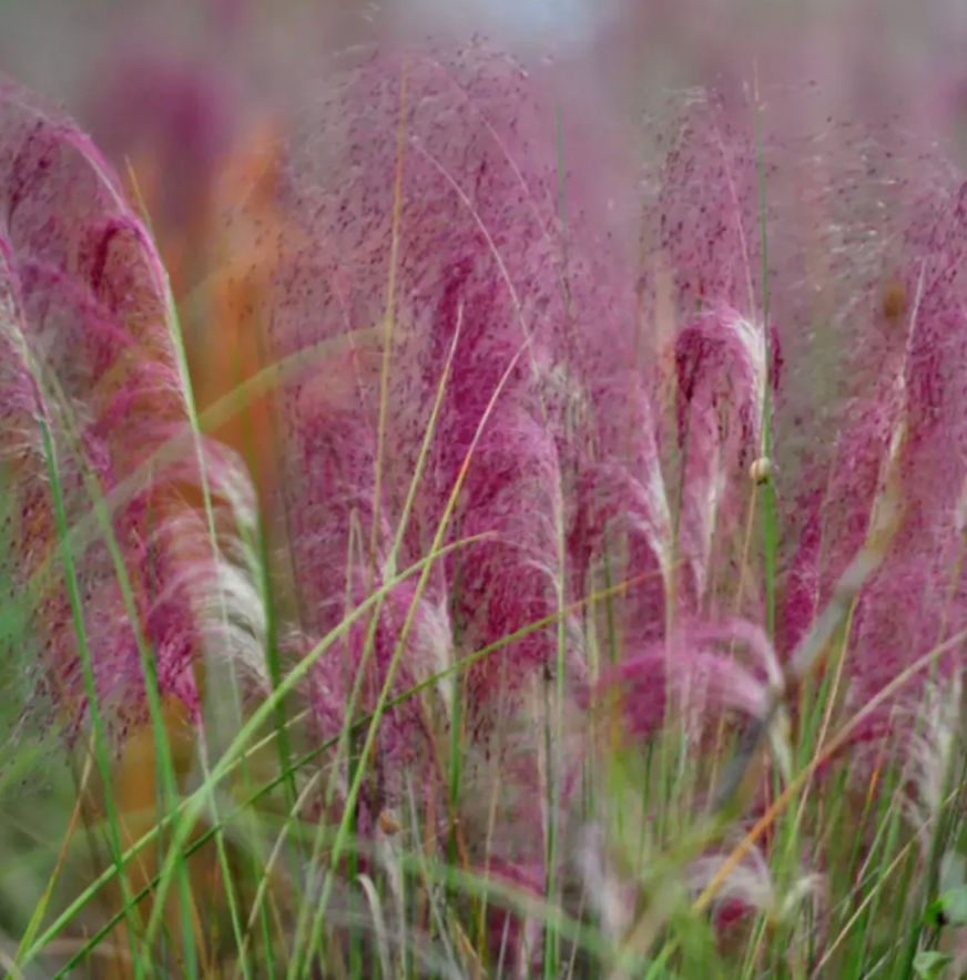 Декоративна трева розово-пурпурна Texas (Muhlenbergia Capillaris)
